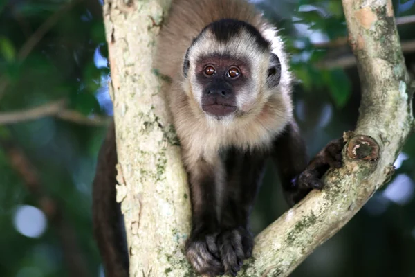 Macaco no ramo — Fotografia de Stock