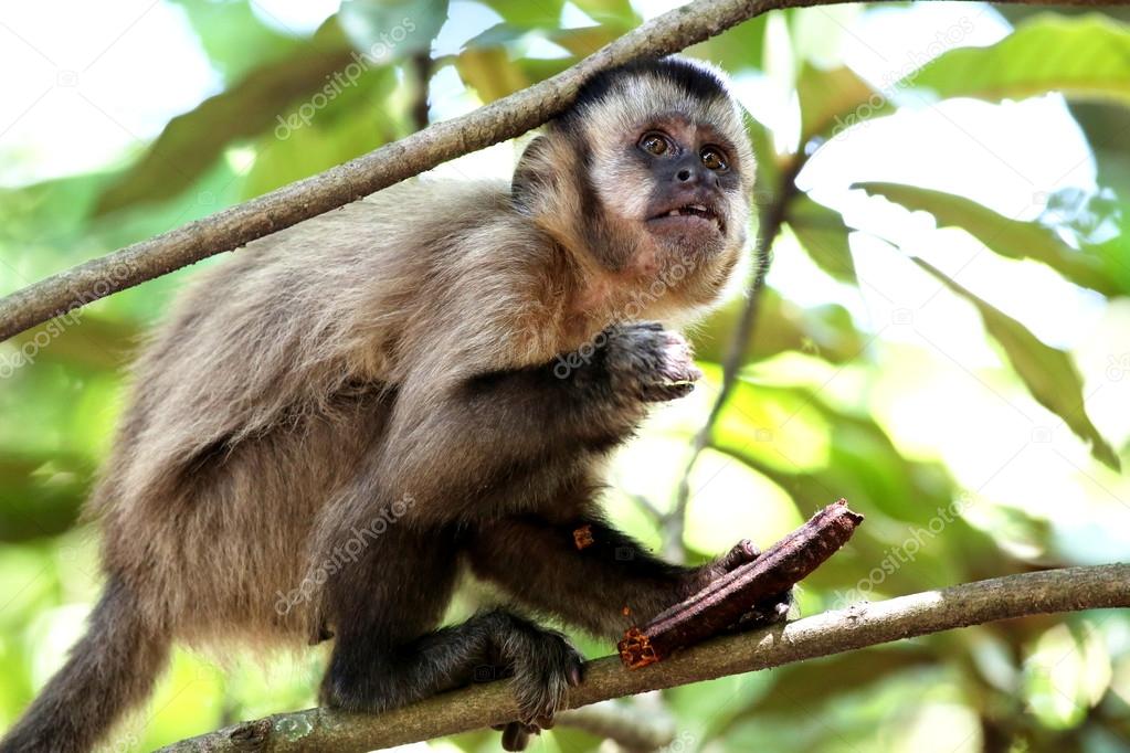 приматы шимпанзе. абезянва. лучшие качества обезьяны. лучшие качества обезьяны. кунац меймун.