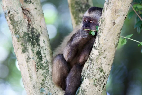 Chiodo scimmia mangiare foglie — Foto Stock