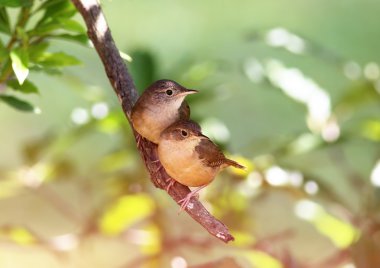 Troglodytes musculus