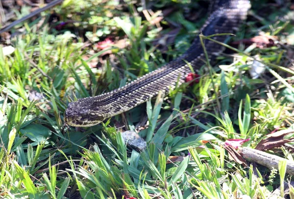 响尾蛇 durissus — 图库照片