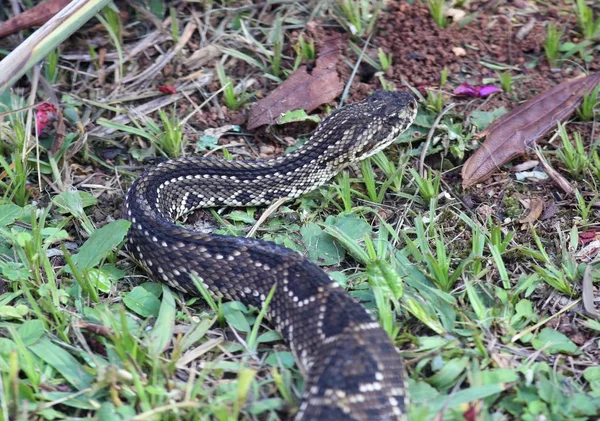 Crotalus durissus — Stock Photo, Image