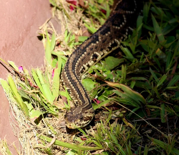 Crotalus durissus — Stock fotografie