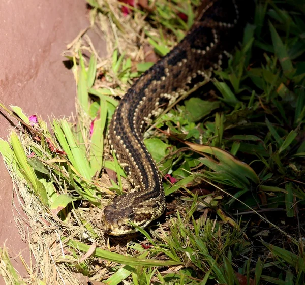 Crotalus durissus — Fotografia de Stock