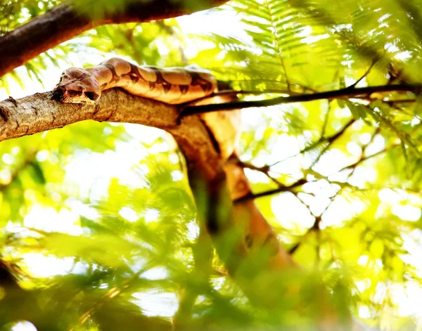 Boa constrictor op vertakking van de beslissingsstructuur — Stockfoto