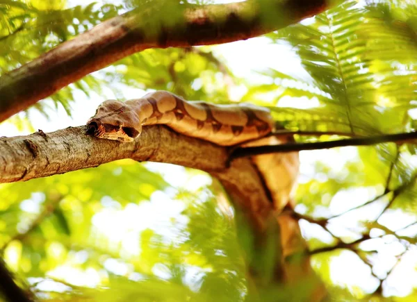 蟒蛇在树枝上 — 图库照片