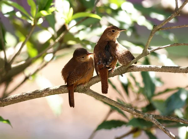 Troglodytes musculus — Stockfoto