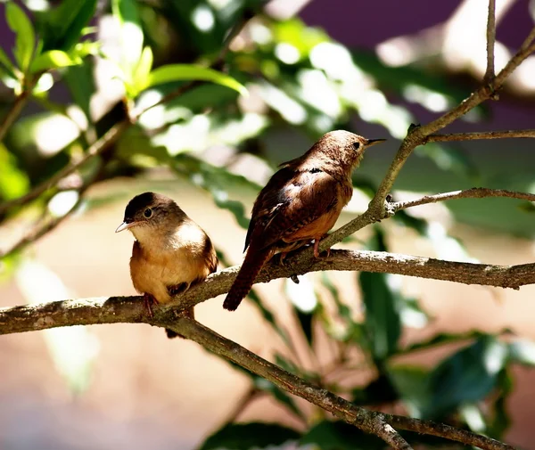 Troglodytes musculus — Stock Fotó