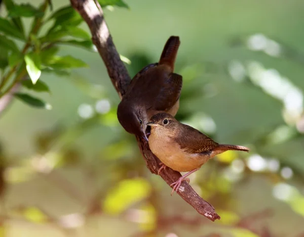 Troglodytes musculus — Stock Photo, Image