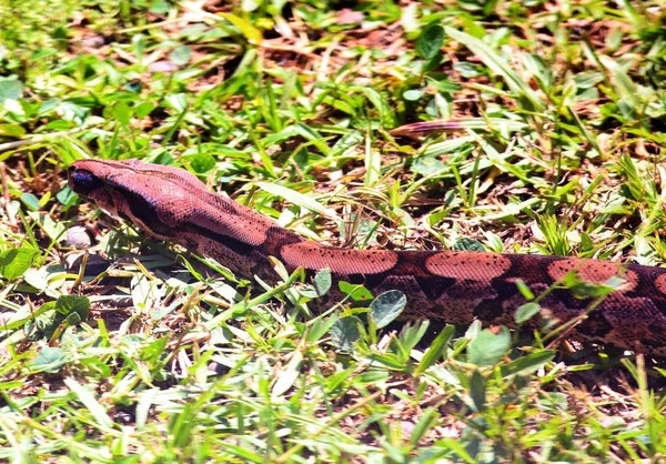 Boa constrictor — Stockfoto