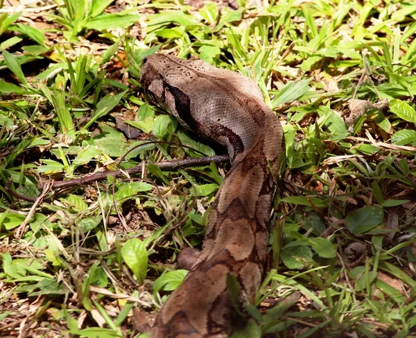 Boa constrictor —  Fotos de Stock