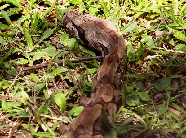 Boa constrictor — Foto de Stock