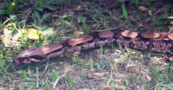 Boa constrictor — Stockfoto