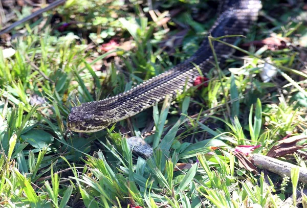 Crotalus durissus lizenzfreie Stockfotos