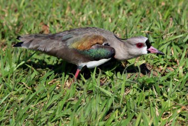 Yeşil çimenlerin üzerinde yuva izlerken kuşu Vanellus chilensis
