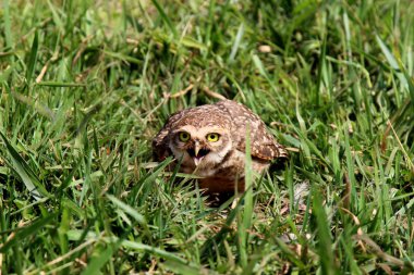 Athene cunicularia brava