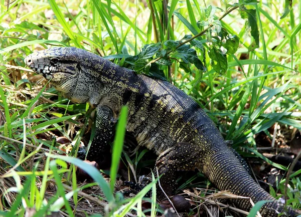 Tupinambis teguixin im Fußboden — Stockfoto