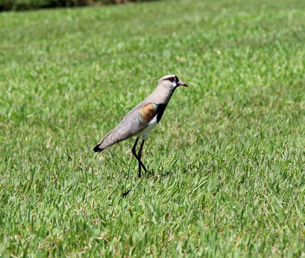 Uccello Vanellus chilensis guardando il nido — Foto Stock