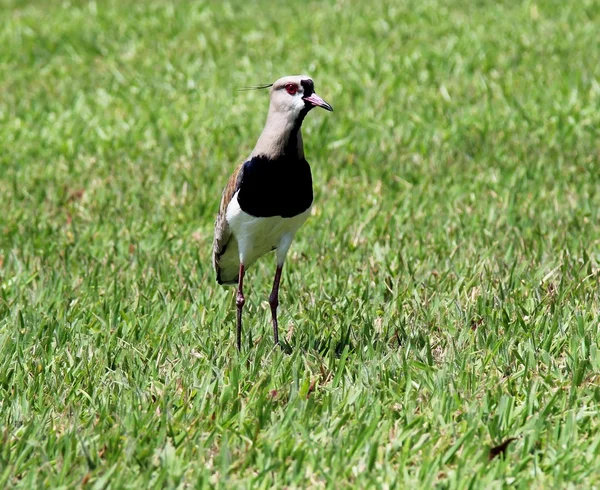 Птица Vanellus chilensis наблюдает за гнездом — стоковое фото