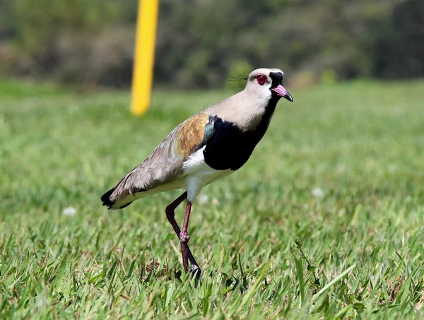 Fågel Vanellus chilensis tittar på boet — Stockfoto