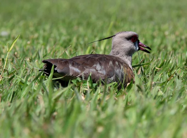 Vanellus chilensis в гнезде — стоковое фото