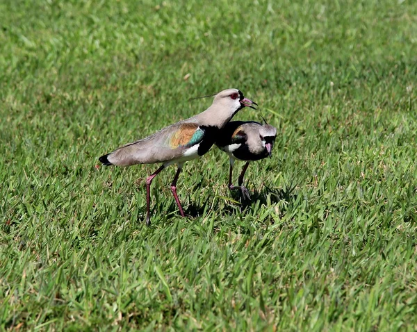 Uccello Vanellus chilensis guardando il nido — Foto Stock