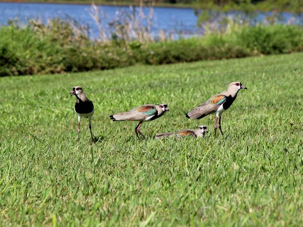 Uccello Vanellus chilensis guardando il nido — Foto Stock