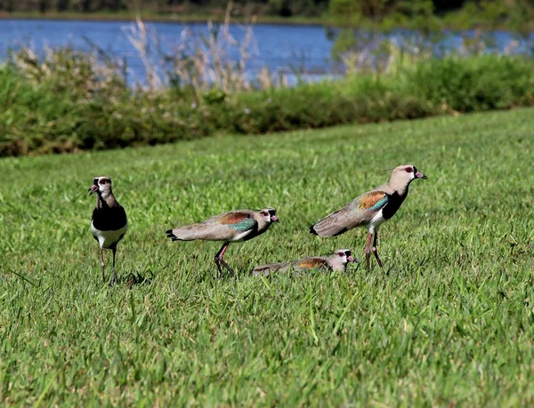 Uccelli Vanellus chilensis che camminano sull'erba — Foto Stock