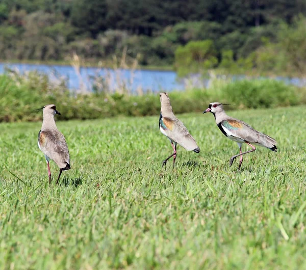 Bird Vanellus chilensis observando o ninho — Fotografia de Stock