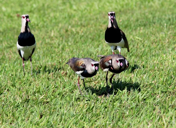 Uccelli Vanellus chilensis guardando il nido — Foto Stock