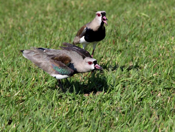 Uccello Vanellus chilensis guardando il nido — Foto Stock