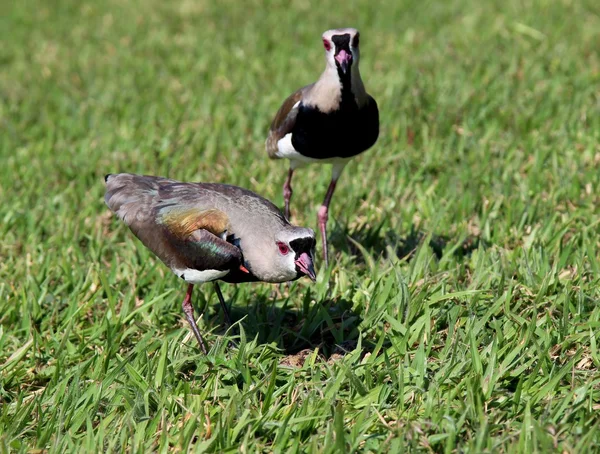 Vogel vanellus chilensis doppelt schützt das Nest im Gras — Stockfoto