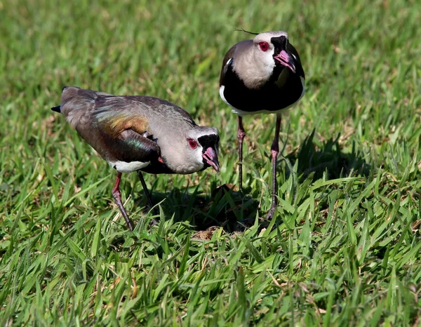 Bird vanellus chilensis doble protección del nido en su hábitat natural —  Fotos de Stock
