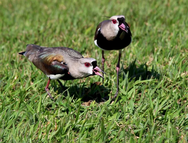 Пара птиц Vanellus chilensis защищают гнездо — стоковое фото