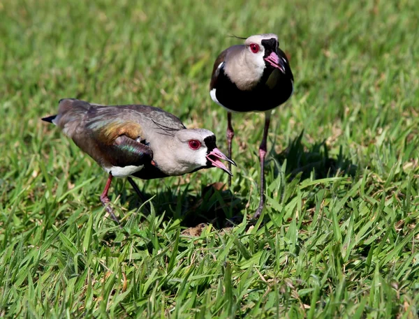 Par fågel Vanellus chilensis skydda boet — Stockfoto