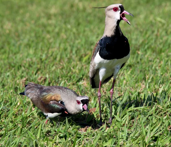 Dubbelrum Vanellus chilensis titta på boet — Stockfoto