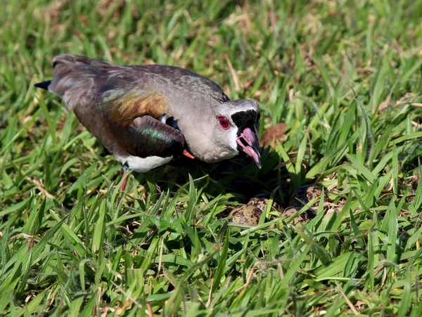 Vogel vanellus chilensis beobachtet das Nest — Stockfoto