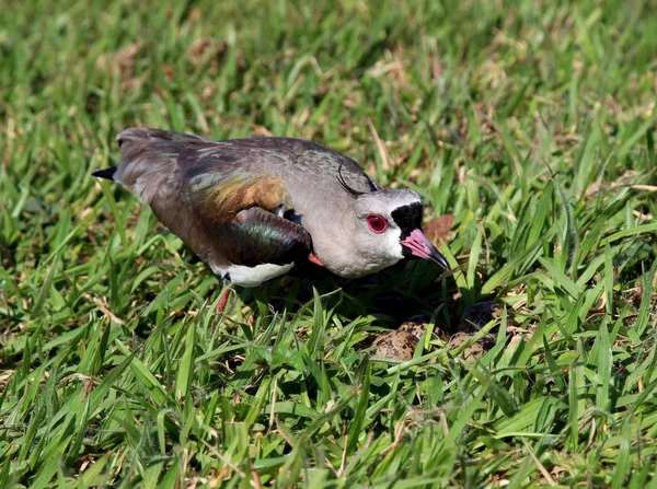 Fågel Vanellus chilensis tittar på boet — Stockfoto