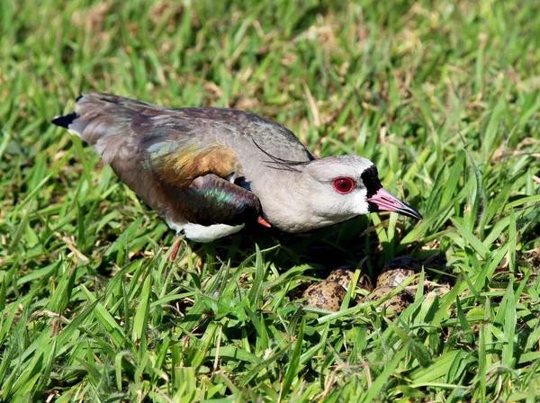 Vanellus chilensis coraggioso a proteggere le uova nel nido — Foto Stock