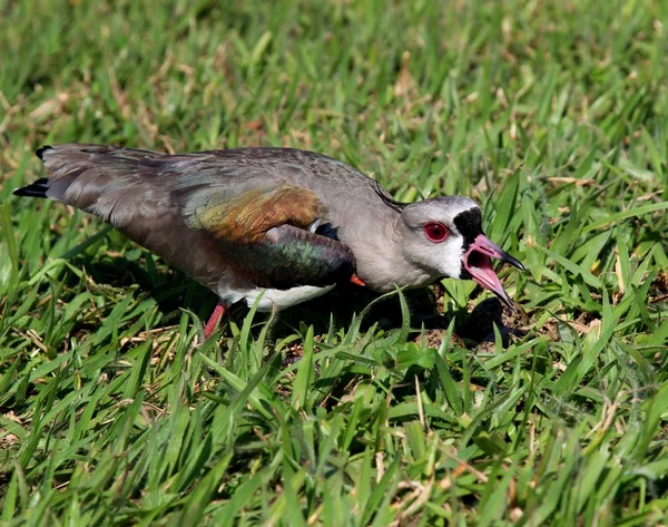 Птица Vanellus chilensis защищает яйца в гнезде — стоковое фото