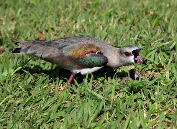 Vanellus chilensis titta på boet på det gröna gräset — Stockfoto