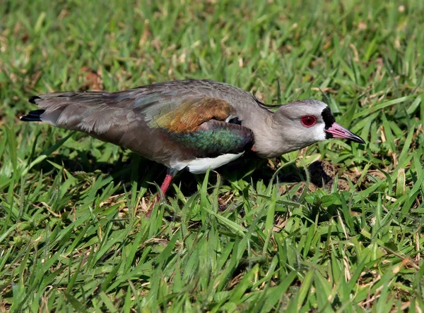 Uccello Vanellus chilensis guardando il nido — Foto Stock