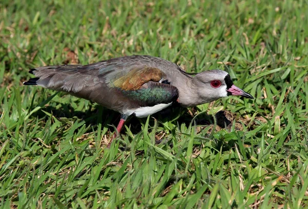 Bird Vanellus chilensis protecting the nest — Stock Photo, Image