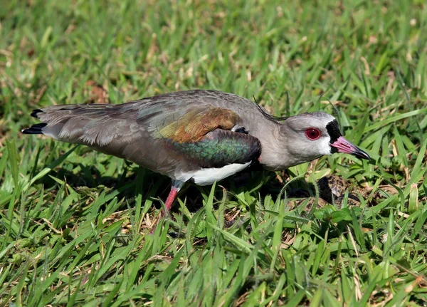 Uccello Vanellus chilensis guardando il nido — Foto Stock