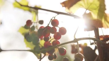 Olgun pembe üzüm demetleri, yaprakların arasında parlayan güneş ışığı..