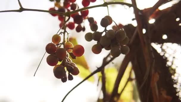 Sekelompok anggur organik merah muda matang bergoyang dalam angin, sinar matahari hits lensa. — Stok Video