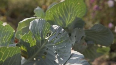 Olgun beyaz lahana, böceklerden, haşerelerden etkilenmiş. Hasarlı yapraklar.