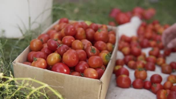 농부들은 손으로 싱싱 한 붉은 토마토를 떠서 잔디 위에 판지 상자에 담는다. — 비디오