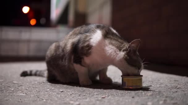 Zbłąkany kot je mięso pasztetowe. Koncepcja ratowania i opieki nad zwierzętami. — Wideo stockowe