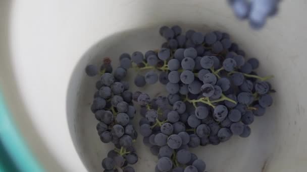 ワインメーカーは熟した青いブドウの品質をチェックします。. — ストック動画